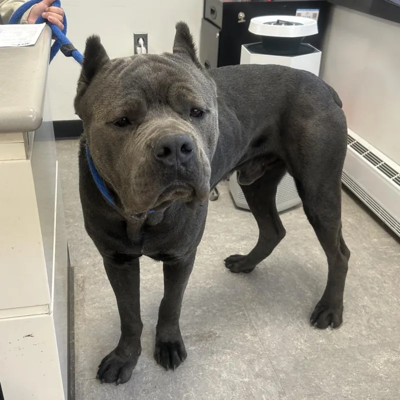 Stallion thumbnail 2