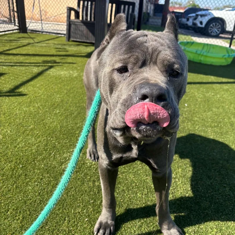 Stallion thumbnail 3