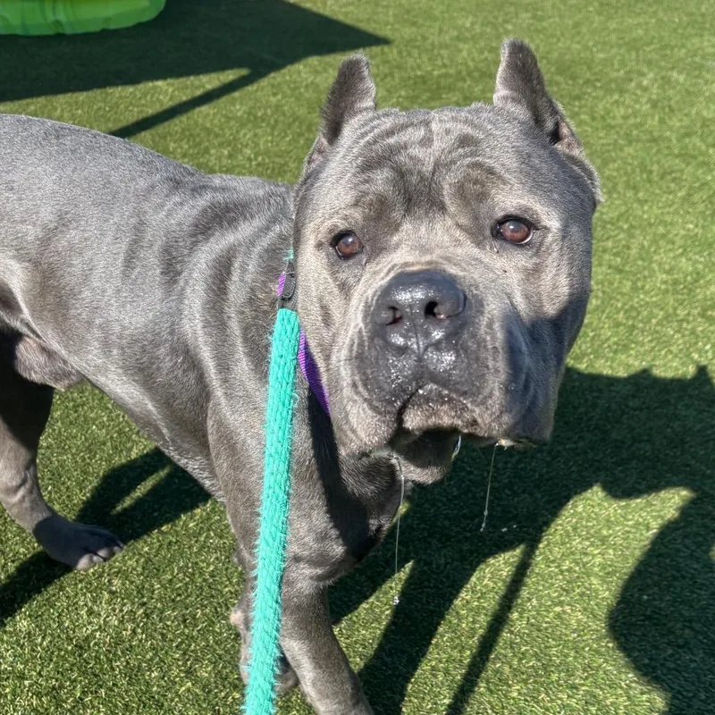 Stallion thumbnail 4