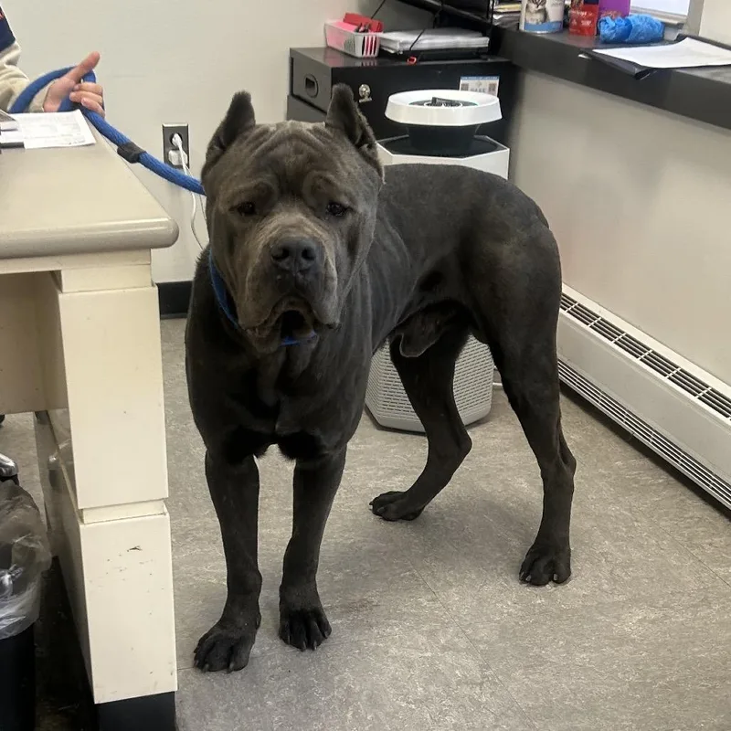 Stallion thumbnail 5