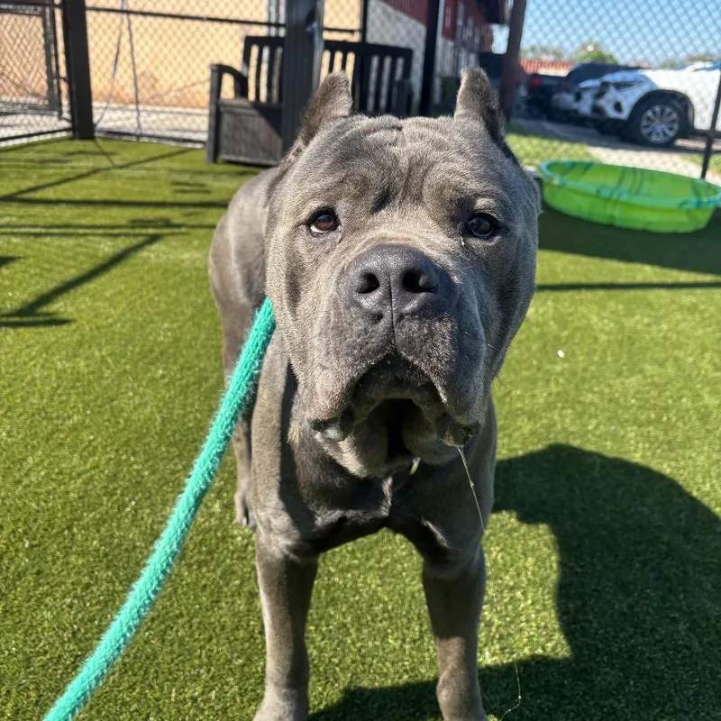 Stallion thumbnail 6