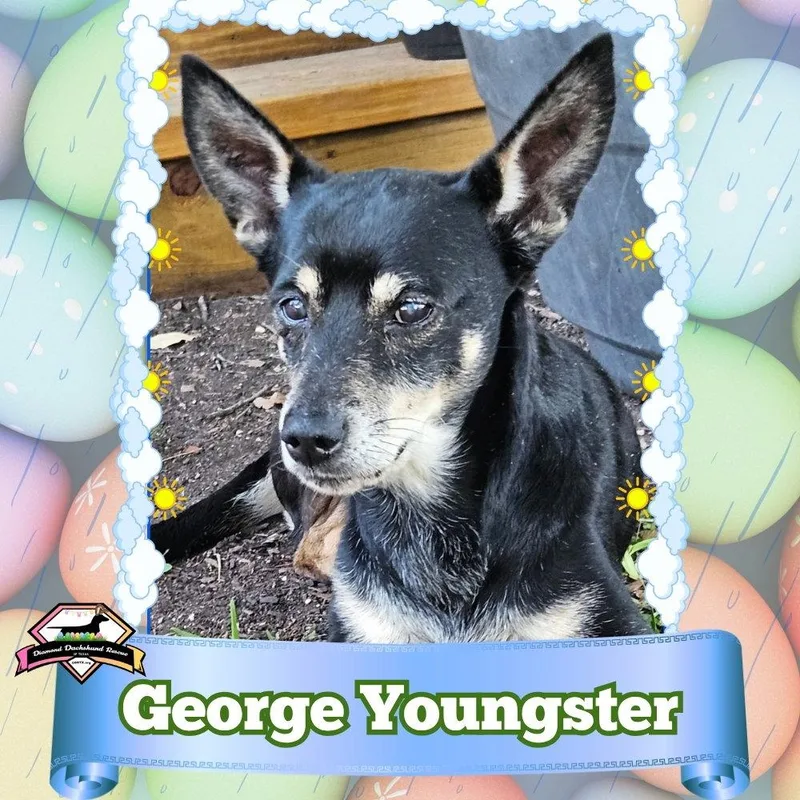 An adult medium-sized male Dachshund dog named George Youngster for adoption in San Antonio, TX