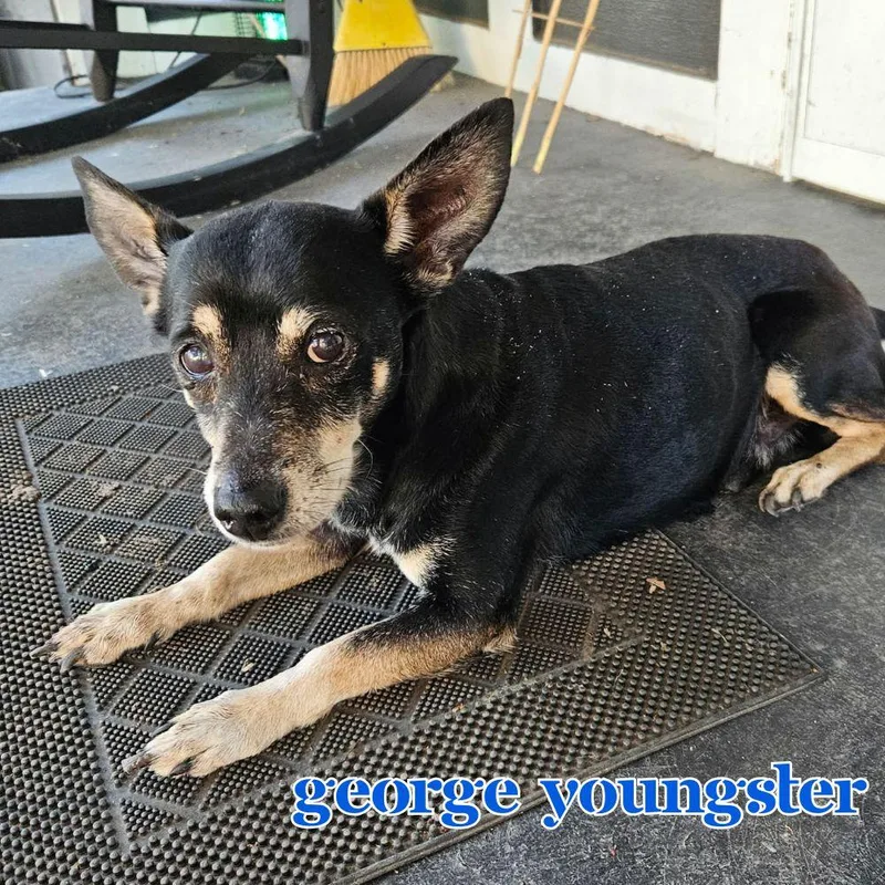 George Youngster thumbnail 3