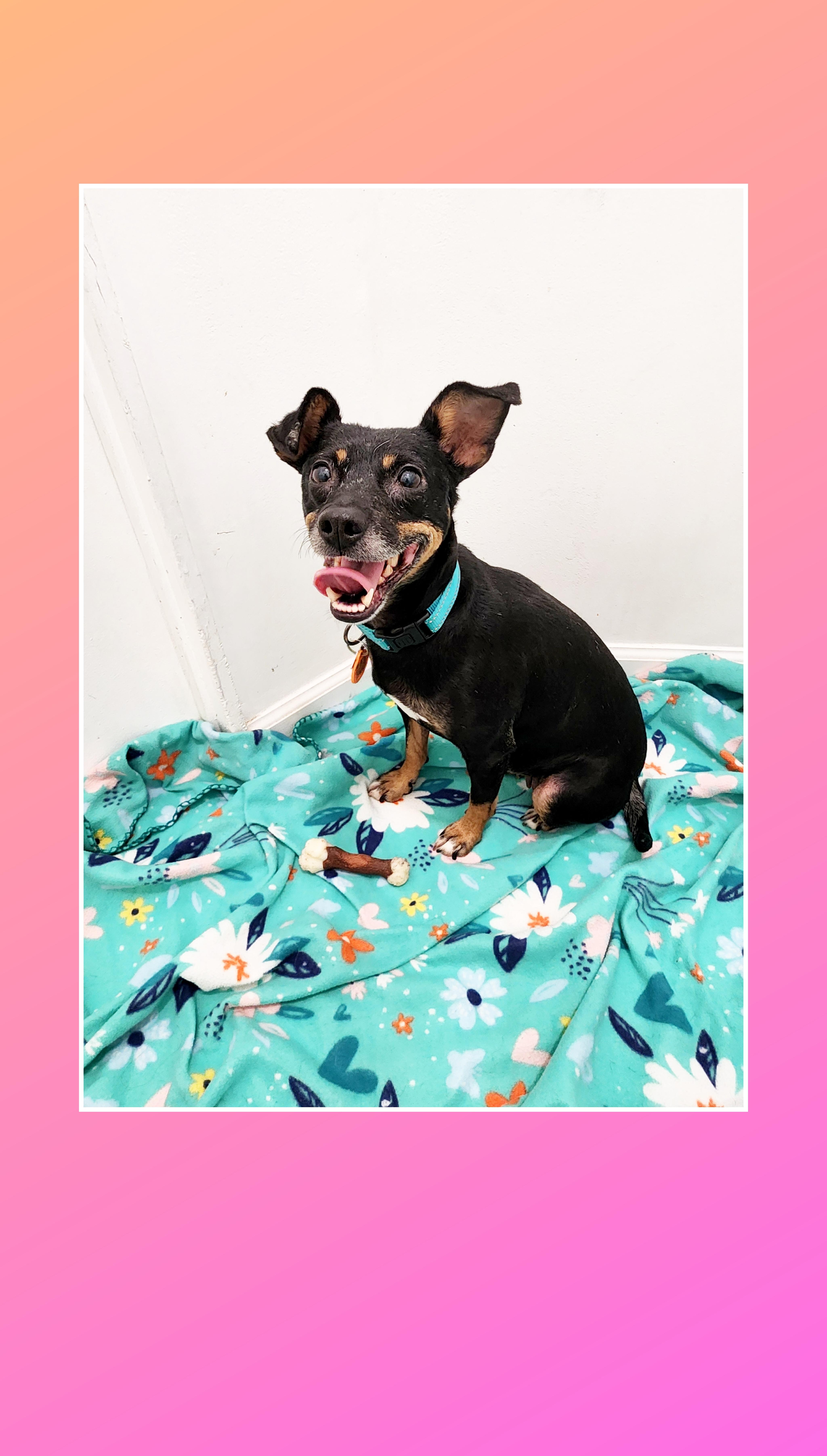 A young small-sized female Black Miniature Pinscher dog named Molly for adoption in Lake Geneva, WI