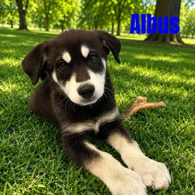 Albus thumbnail 2