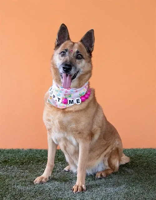 An adult large-sized female Belgian Shepherd / Malinois dog named Regina for adoption in Miami, FL