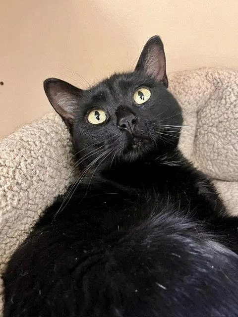 An adult medium-sized female Black Domestic Short Hair cat named Shadow for adoption in Webster, WI