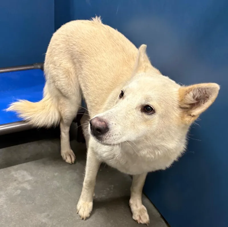 A senior large-sized female Mixed Breed dog named Snow for adoption in Henderson, NC