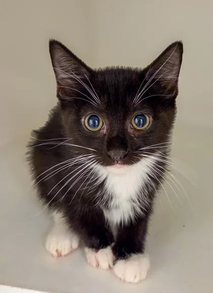 A baby small-sized female Domestic Short Hair cat named Ying for adoption in Fresno, CA