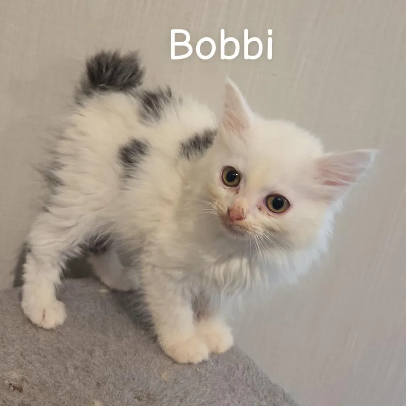A baby small-sized female Domestic Medium Hair cat named Bobbi for adoption in Melbourne, KY