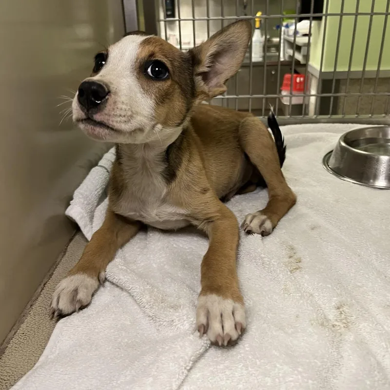 A baby small-sized male Brown / Chocolate Mixed Breed dog named Hibbett for adoption in Palm Springs, CA