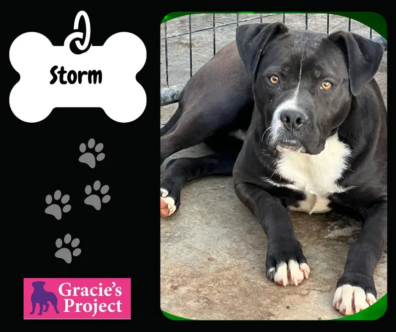 An adult medium-sized male Black Mixed Breed dog named Storm for adoption in Canyon, TX