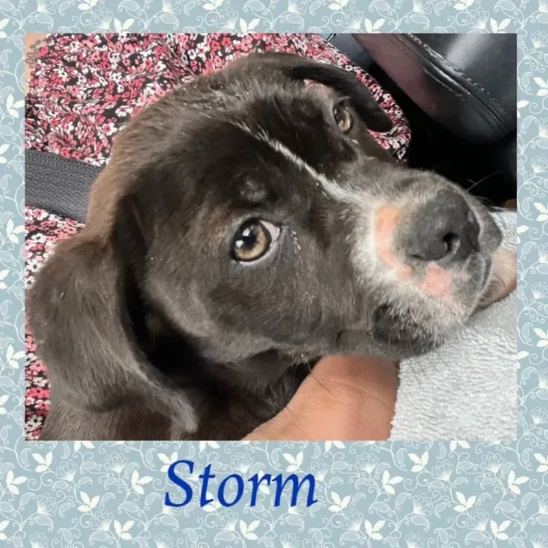 Storm thumbnail 2