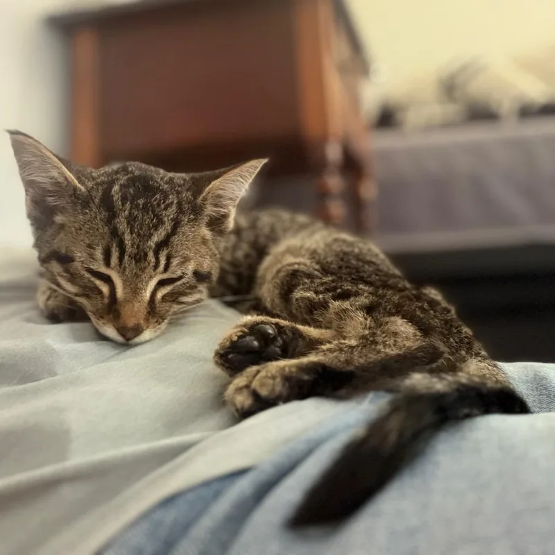 A baby small-sized male Domestic Short Hair cat named Davey for adoption in Verona, VA