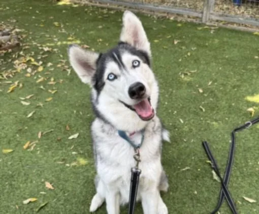 An adult large-sized female Husky dog named Valerie for adoption in Van Nuys, CA