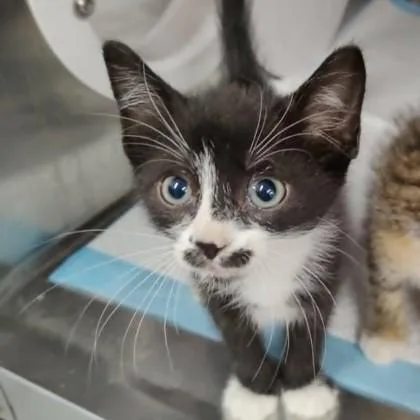 An adult small-sized male Domestic Short Hair cat named Midnight for adoption in Voorhees, NJ