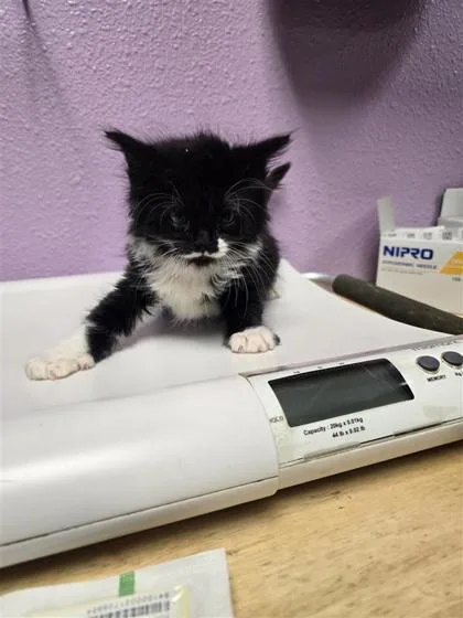 A baby small-sized male Black Domestic Medium Hair cat named Iphone for adoption in El Paso, TX