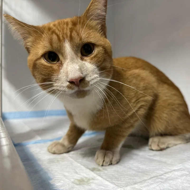 A young large-sized male Orange / Red Domestic Short Hair cat named Colby Jack ARC for adoption in Akron, NY