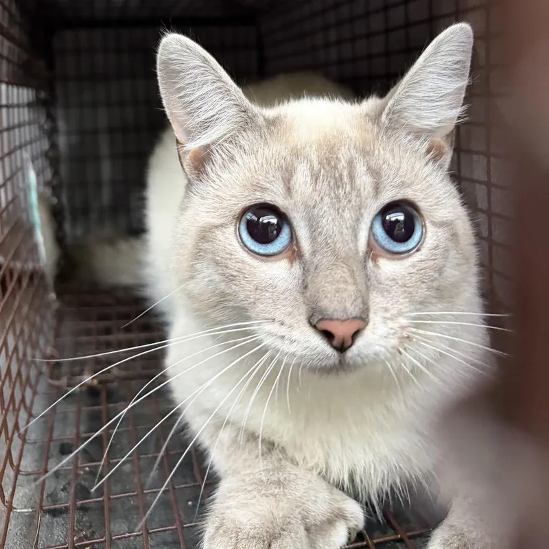 A young small-sized male Siamese cat named Holmes for adoption in Oxford, ME