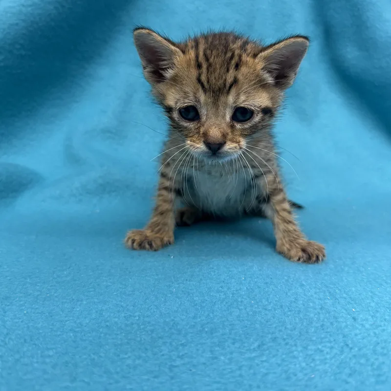 A baby medium-sized male Tabby (Brown / Chocolate) Domestic Short Hair cat named Bruce for adoption in Oakdale, CA
