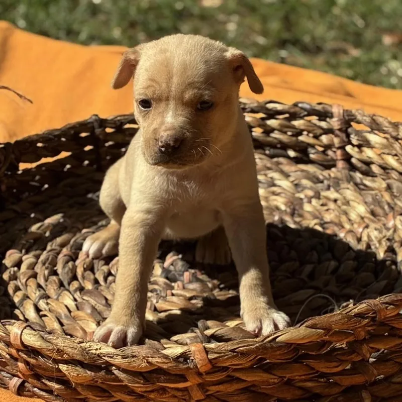 A baby medium-sized female Retriever dog named Cider for adoption in Huntsville, AL