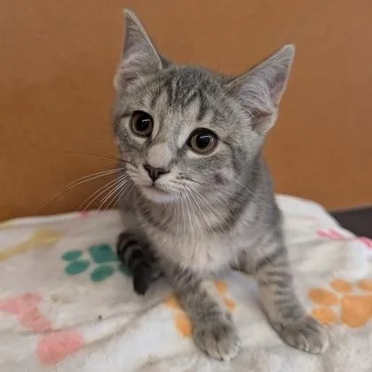 A baby small-sized female Tabby (Gray / Blue / Silver) Domestic Short Hair cat named Victoria for adoption in Rochester, MN