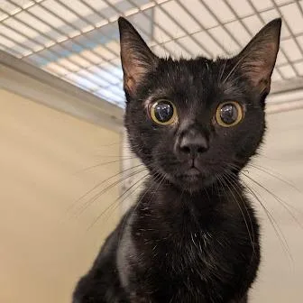 An adult medium-sized female Domestic Short Hair cat named Liberty for adoption in Birdsboro, PA