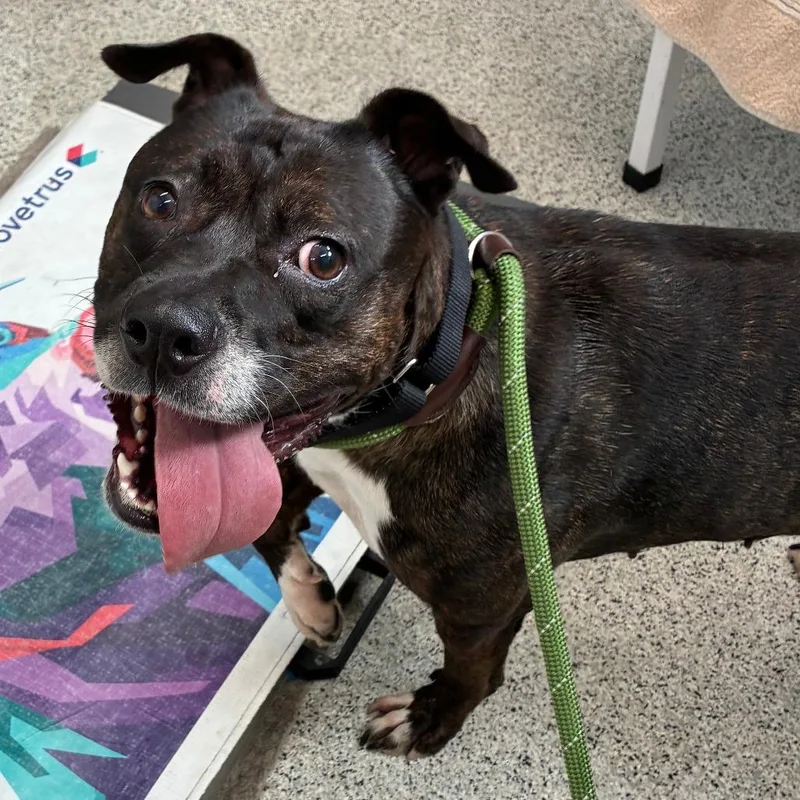 An adult medium-sized female American Staffordshire Terrier dog named DaisyOPAC for adoption in Oak Park, IL