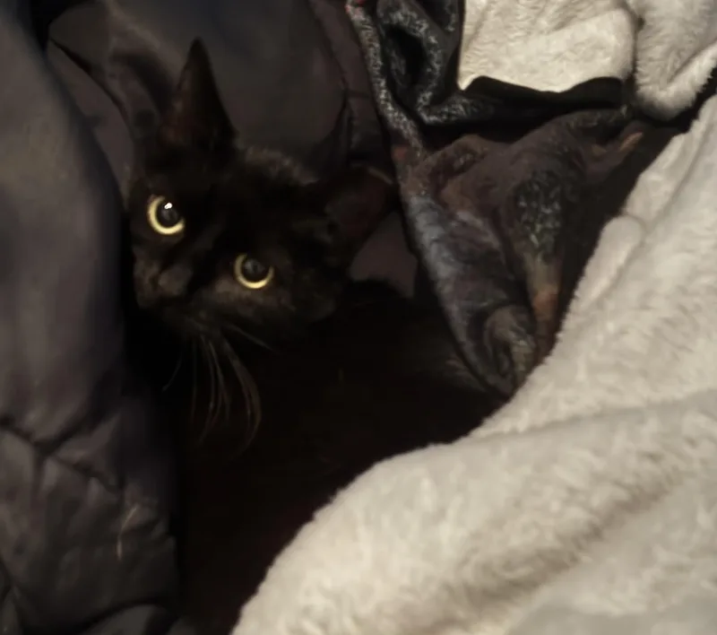 An adult medium-sized female Black Domestic Short Hair cat named Sabrina for adoption in West Milton, OH