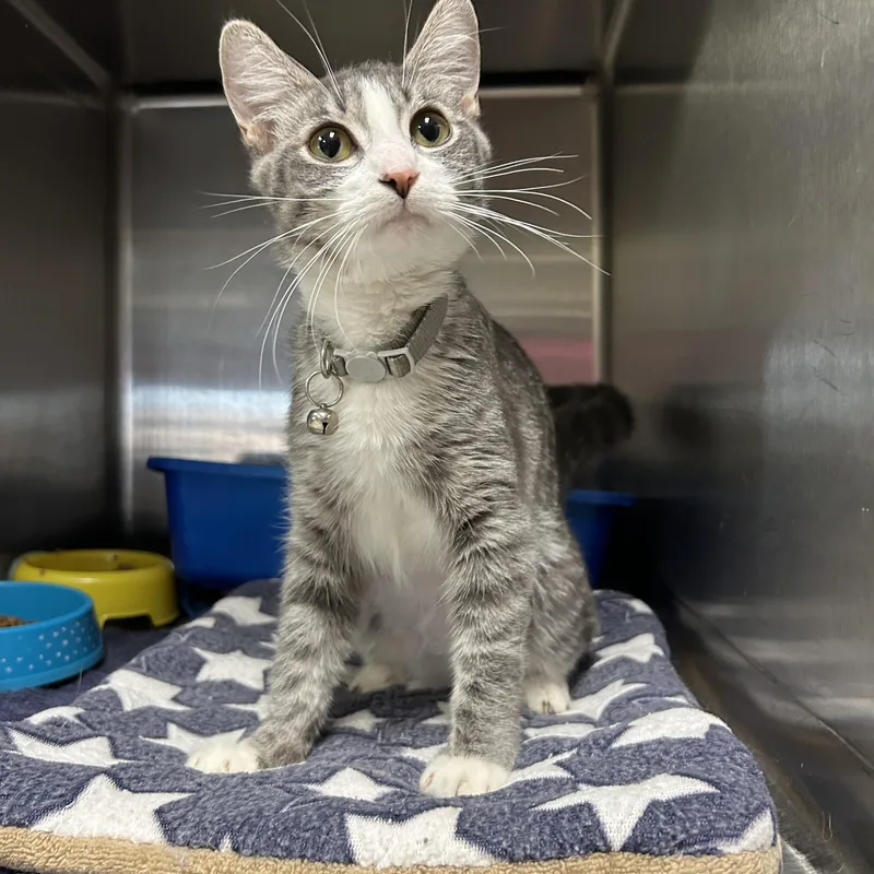 An adult medium-sized female Tabby (Gray / Blue / Silver) Domestic Short Hair cat named Ash for adoption in La Grange Park, IL