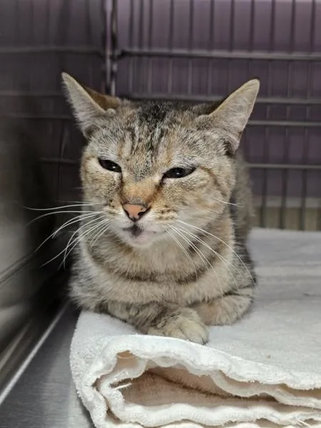 A young small-sized female Domestic Short Hair cat named Balina for adoption in Vancouver, WA