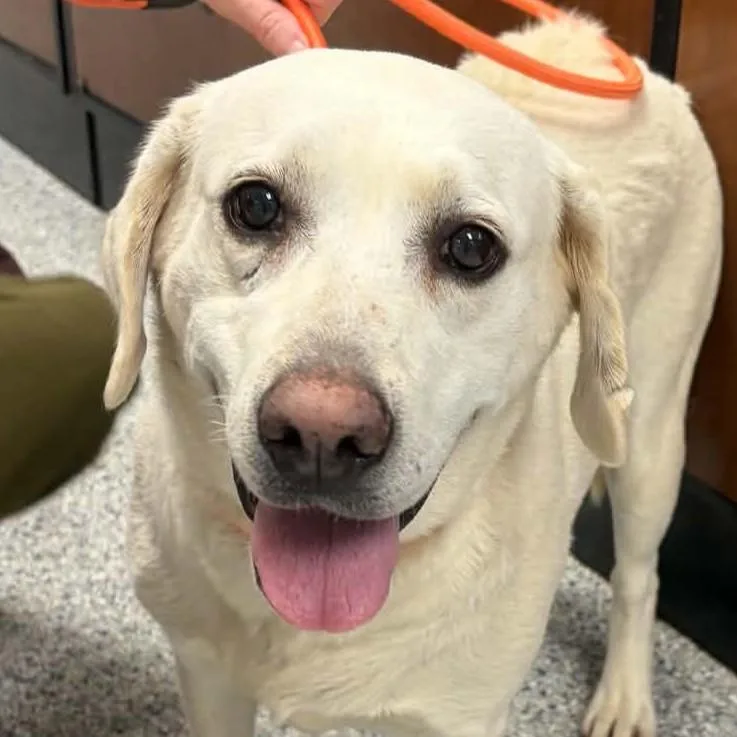 An adult large-sized female Labrador Retriever dog named Tweety for adoption in Normal, IL
