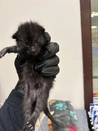 A baby small-sized female Domestic Short Hair cat named Teela for adoption in Irving, TX