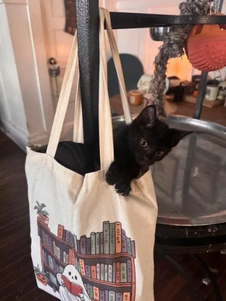 A baby medium-sized male Domestic Medium Hair cat named Peter for adoption in Wilmington, NC