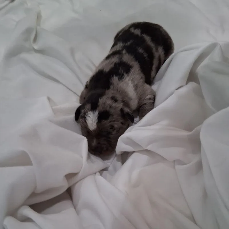 A young medium-sized female Australian Cattle Dog / Blue Heeler dog named Plum for adoption in Lake Havasu City, AZ