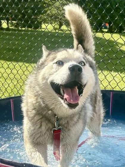 An adult large-sized female Siberian Husky dog named Bella for adoption in Cincinnati, OH