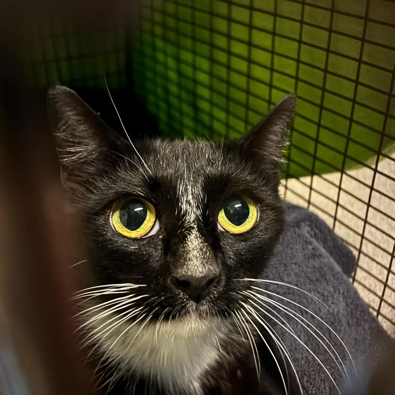 A young medium-sized female Black Domestic Short Hair cat named Molly for adoption in Pasadena, CA