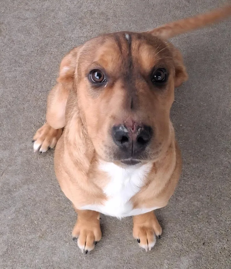 A baby large-sized male Mixed Breed dog named Jax for adoption in Murphysboro, IL