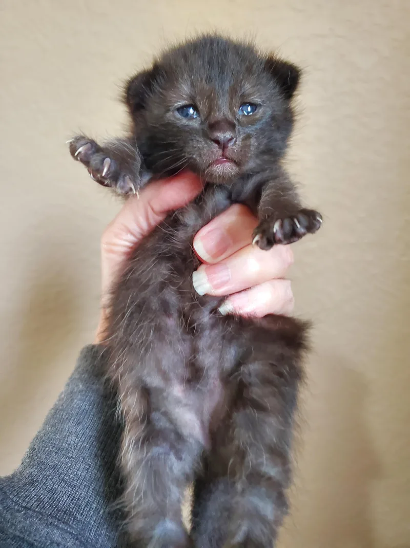 A baby small-sized male Domestic Short Hair cat named Montauk for adoption in Carlsbad, CA