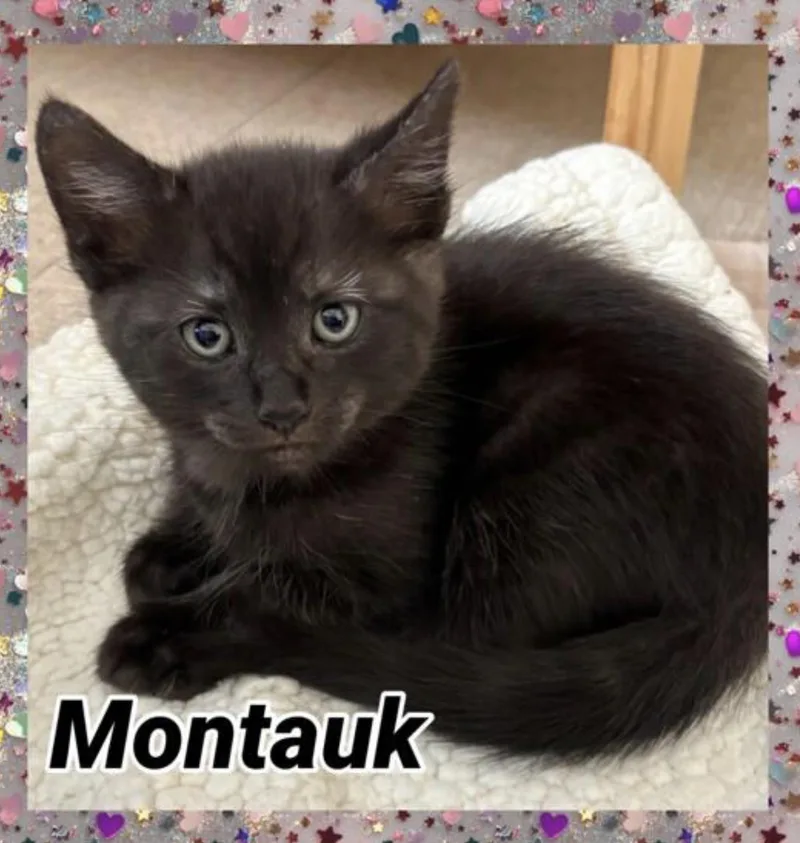 Montauk thumbnail 2