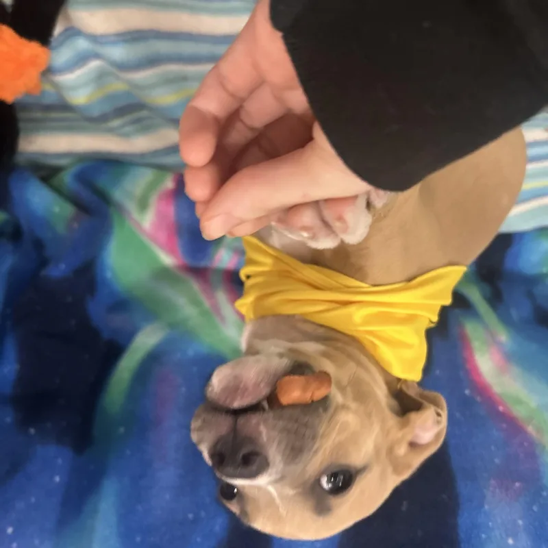 Scooby