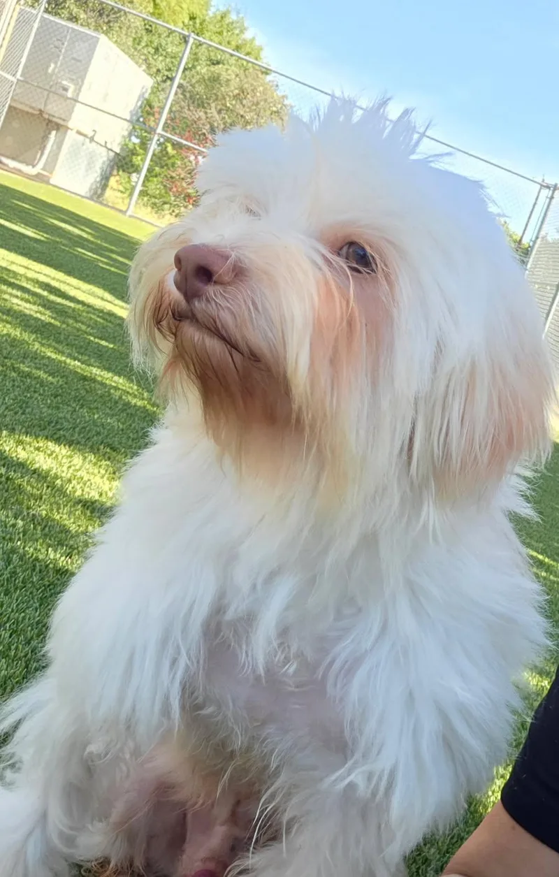 Carlos