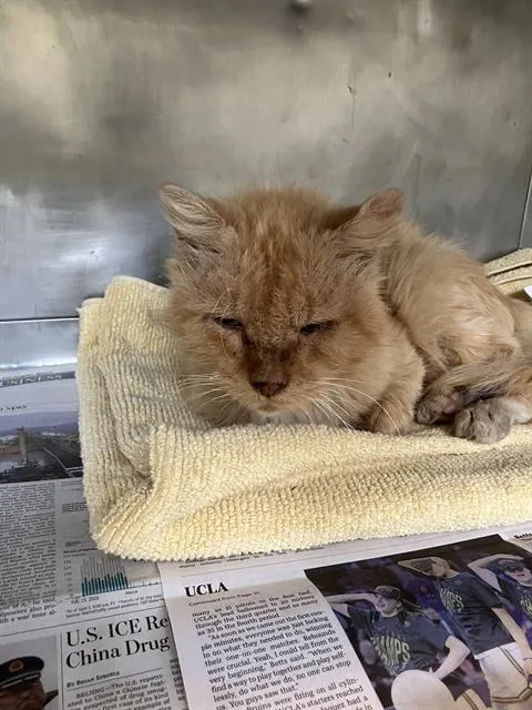 An adult medium-sized male Domestic Long Hair cat named Harry for adoption in Long Beach, CA