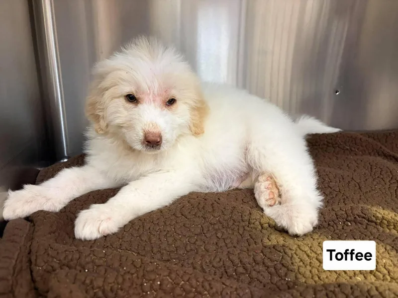 A baby medium-sized male Yellow / Tan / Blond / Fawn Great Pyrenees dog named Toffee for adoption in Saint Clairsville, OH