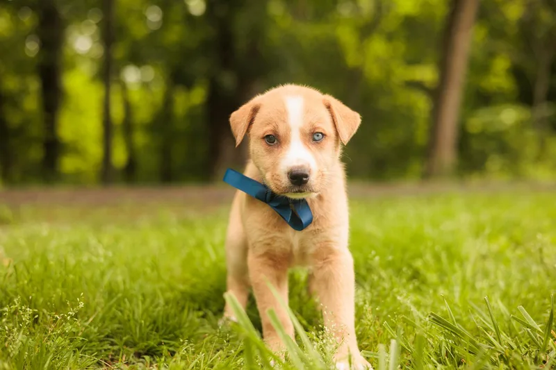 A baby medium-sized male Yellow / Tan / Blond / Fawn Mixed Breed dog named Mac Transport for adoption in Gradyville, KY