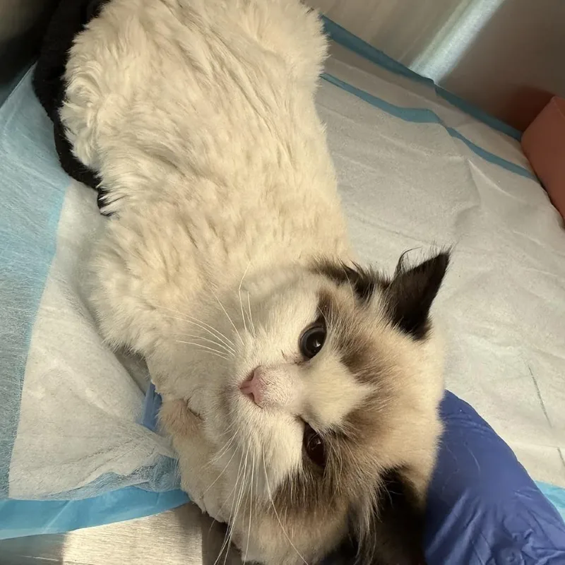 A baby small-sized female White Himalayan cat named Junebug for adoption in Brooklyn, NY