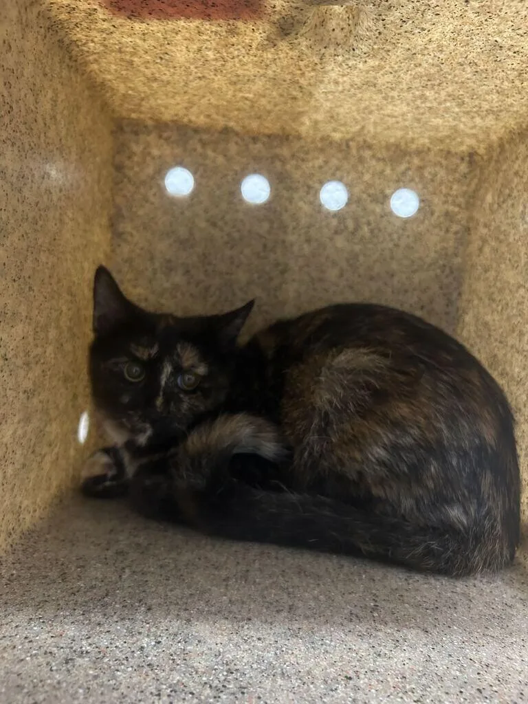 A baby medium-sized female Domestic Short Hair cat named Toulouse for adoption in Fruit Heights, UT