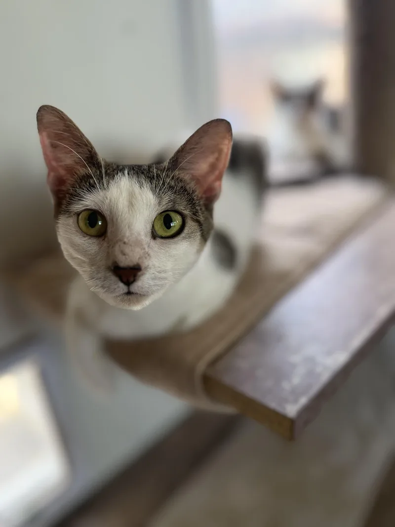A young medium-sized female White Domestic Short Hair cat named Stella for adoption in Royalton, IL