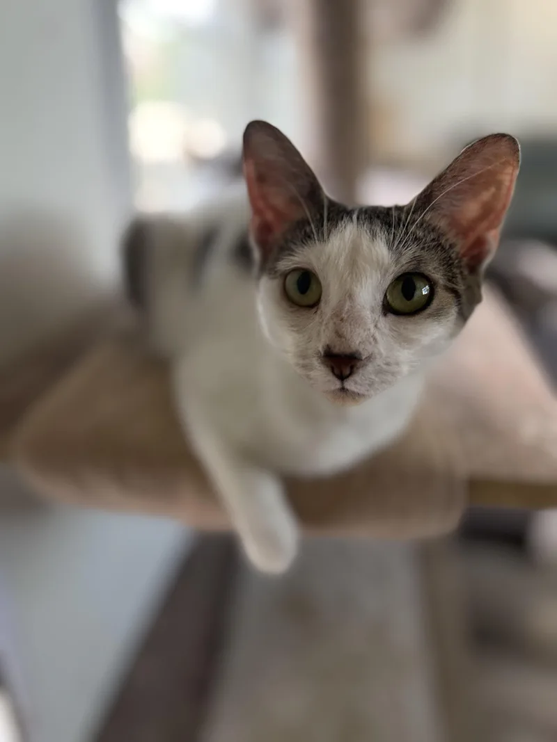 Stella thumbnail 2