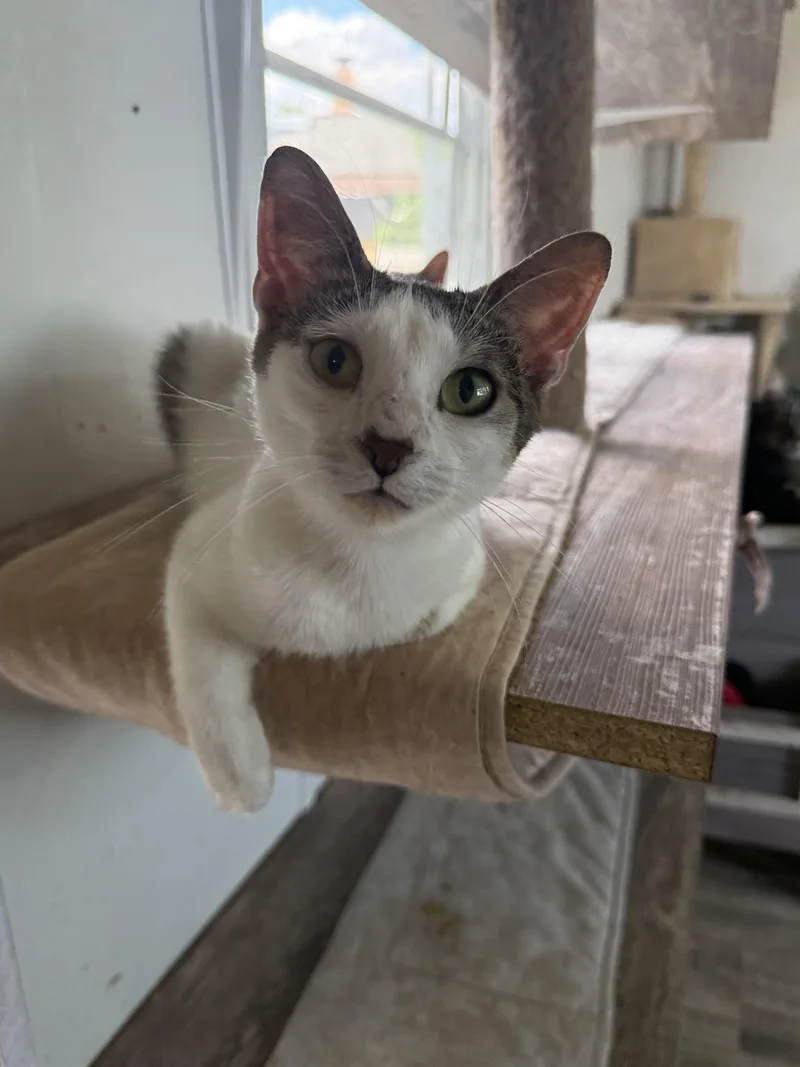 Stella thumbnail 3